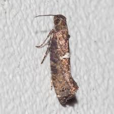 Attēlu rezultāti vaicājumam “Glyphipterigidae”