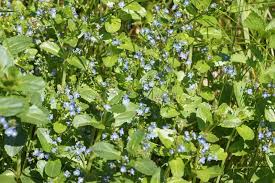 Attēlu rezultāti vaicājumam “Veronica beccabunga”