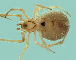 Attēlu rezultāti vaicājumam “Neottiura bimaculata female”