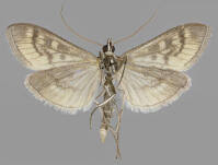 Attēlu rezultāti vaicājumam “Mecyna flavalis”