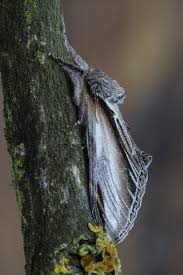 Attēlu rezultāti vaicājumam “Pheosia tremula”