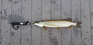 Image result for Esox masquinongy