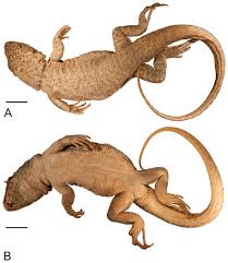 Attēlu rezultāti vaicājumam “Lycogala convexum sessile”