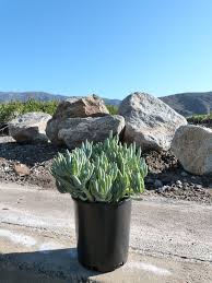 Attēlu rezultāti vaicājumam “Senecio”