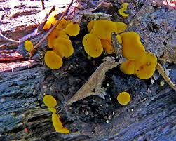 Attēlu rezultāti vaicājumam “Bisporella citrina”