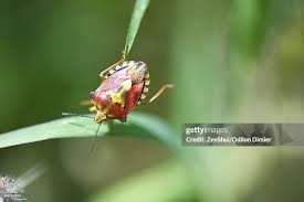 Attēlu rezultāti vaicājumam “Carpocoris sp. nymph”