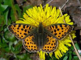 Attēlu rezultāti vaicājumam “Issoria lathonia”