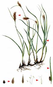 Attēlu rezultāti vaicājumam “Blysmus compressus”