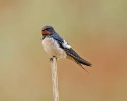 Attēlu rezultāti vaicājumam “Hirundo rustica”