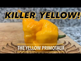 Afbeeldingsresultaat voor yellow fratali hot pepper