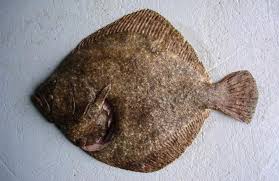 Image result for Scophthalmus maximus