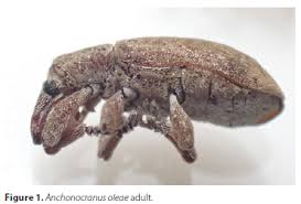 Attēlu rezultāti vaicājumam “Enteridium olivaceum macro”