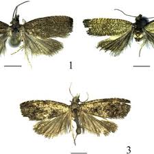 Attēlu rezultāti vaicājumam “Boloria titania upperside”