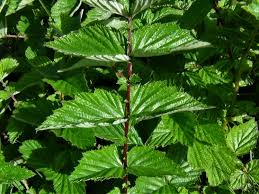 Attēlu rezultāti vaicājumam “Filipendula ulmaria  leaf”