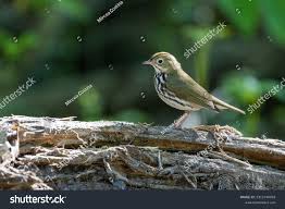 Image result for Seiurus aurocapilla