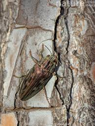 Attēlu rezultāti vaicājumam “Chalcophora mariana”