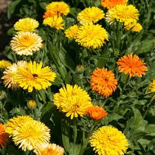Attēlu rezultāti vaicājumam “Calendula officinalis”