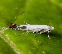 Attēlu rezultāti vaicājumam “Lyonetiidae”