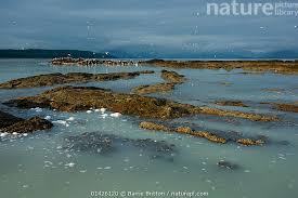 Image result for Clupea pallasii