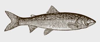 Image result for Salvelinus namaycush