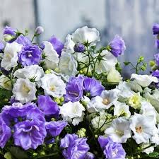Image result for Campanula medium