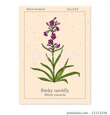 Attēlu rezultāti vaicājumam “Silene viscaria leaf”