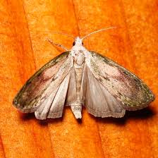 Attēlu rezultāti vaicājumam “Aphomia sociella male”