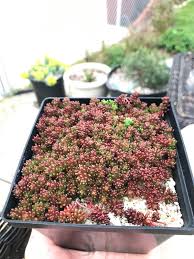 Image result for Sedum album `Coral Carpet`