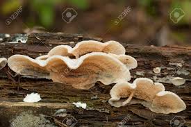 Attēlu rezultāti vaicājumam “Phlebia tremellosa”