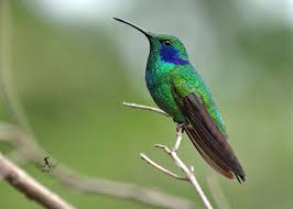 Attēlu rezultāti vaicājumam “Cribraria violacea stalked”