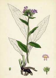 Attēlu rezultāti vaicājumam “Pulmonaria angustifolia flower”