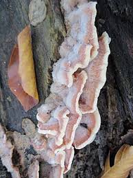 Attēlu rezultāti vaicājumam “Phlebia serialis”