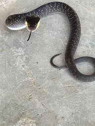 Image result for pheega