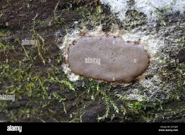 Attēlu rezultāti vaicājumam “Amaurochaete atra young”