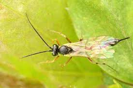 Attēlu rezultāti vaicājumam “Paratalanta hyalinalis”