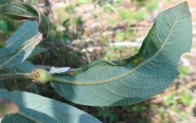 Attēlu rezultāti vaicājumam “Rabdophaga salicis”