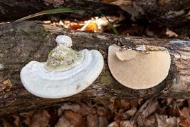 Attēlu rezultāti vaicājumam “Trametes gibbosa”
