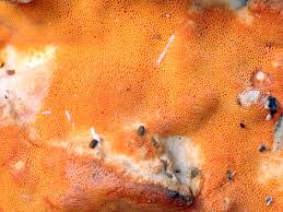 Attēlu rezultāti vaicājumam “Ceriporia”