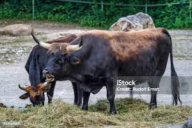 Attēlu rezultāti vaicājumam “Bos primigenius taurus”