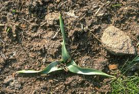 Attēlu rezultāti vaicājumam “Colchicum szovitsii subsp. szovitsii”