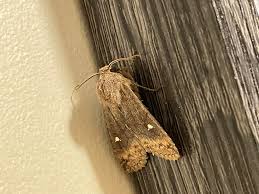 Attēlu rezultāti vaicājumam “Eupsilia transversa”