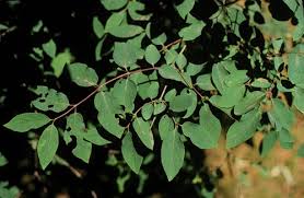 Attēlu rezultāti vaicājumam “Lonicera tatarica leaf”