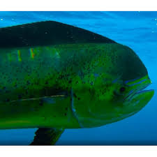 Image result for Coryphaena hippurus