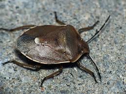 Attēlu rezultāti vaicājumam “Chlorochroa pinicola”