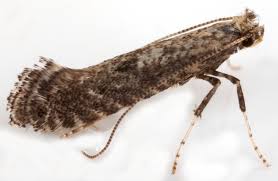 Attēlu rezultāti vaicājumam “Parornix anglicella”