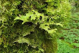 Attēlu rezultāti vaicājumam “Lobaria pulmonaria”