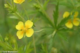 Attēlu rezultāti vaicājumam “Potentilla erecta”