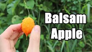 Attēlu rezultāti vaicājumam “Blysmus compressus fruit”