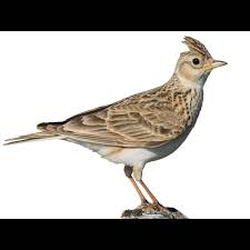 Attēlu rezultāti vaicājumam “Alauda arvensis”