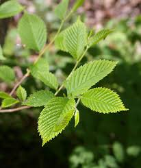 Attēlu rezultāti vaicājumam “Ulmus laevis leaf”